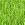 Gras